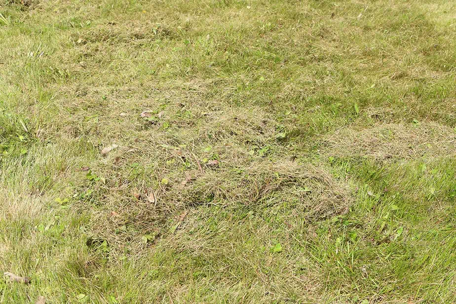 lawn dethatching beach park